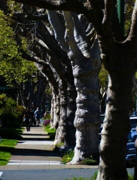 Central Avenue.jpg